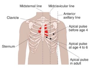 What Is Apical Pulse: Definition And Process Of Measurement